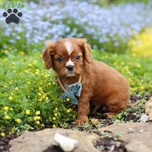 Mr. Bentley, Cavalier King Charles Spaniel Puppy